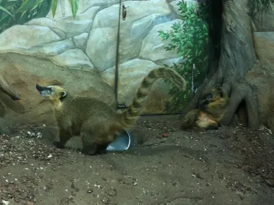 Косуха