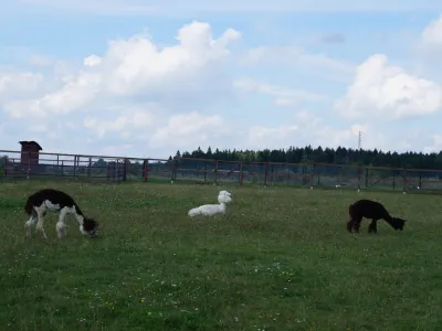 Альпаки