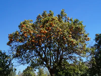 Рим