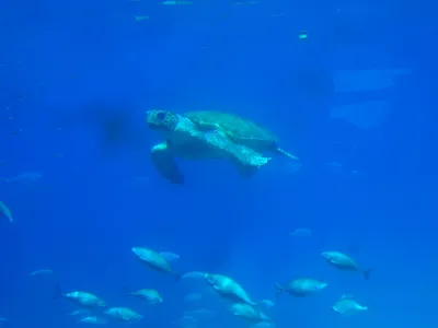 Каретта