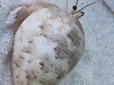 Мальдивы