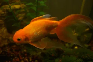 goldfish