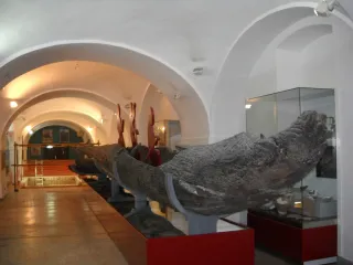 Пластиковые гребцы