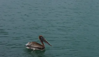 pelican2