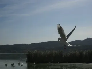 seagull-1