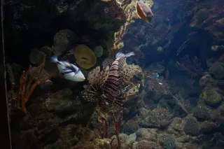 spain_aquarium15