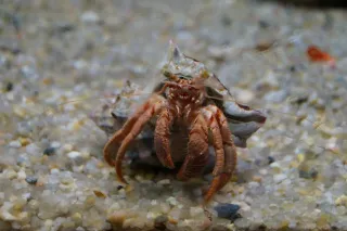 spain_aquarium2