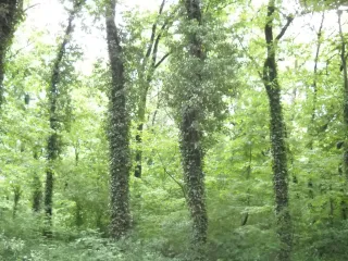 Волосатые деревья