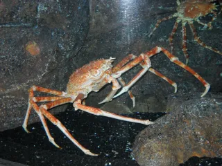 Краб