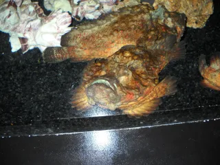 Рыба-камень