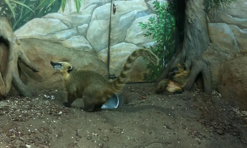 Косуха