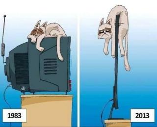 Кот и телевизор