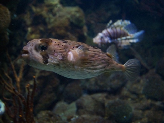 Рыба-улыбака